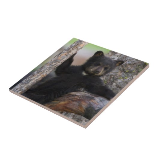 Black Beren Cub Lounging Tegeltje (Zijkant)