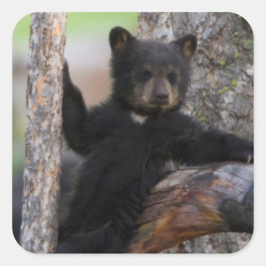 Black Beren Cub Lounging Vierkante Sticker (Voorkant)