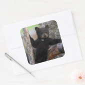 Black Beren Cub Lounging Vierkante Sticker (Envelop)