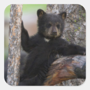 Black Beren Cub Lounging Vierkante Sticker