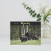Black Beren Yellowstone National Park Wyoming Briefkaart (Staand voorkant)
