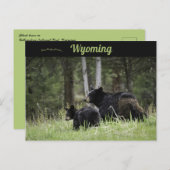 Black Beren Yellowstone National Park Wyoming Briefkaart (Voorkant / Achterkant)