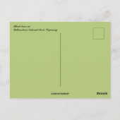 Black Beren Yellowstone National Park Wyoming Briefkaart (Achterkant)