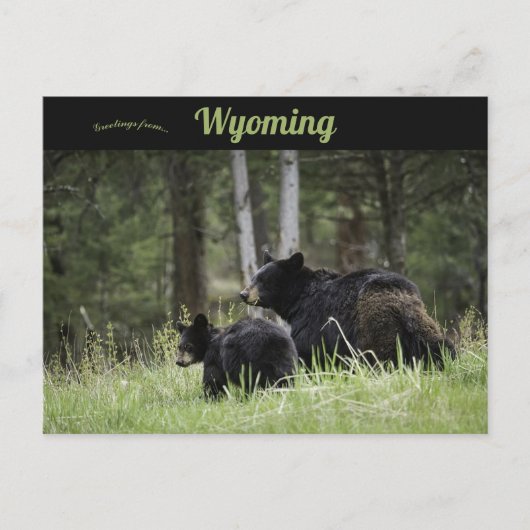 Black Beren Yellowstone National Park Wyoming Briefkaart (Voorkant)