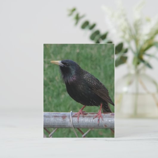 Black Bird Briefkaart (Staand voorkant)