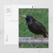 Black Bird Briefkaart (Voorkant / Achterkant)