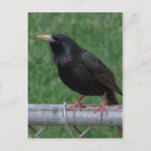 Black Bird Briefkaart (Voorkant)