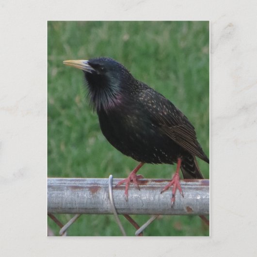 Black Bird Briefkaart (Voorkant)