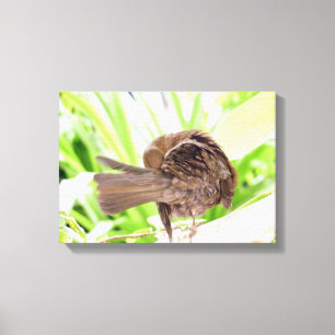 Black Bird Preening Canvas Afdruk