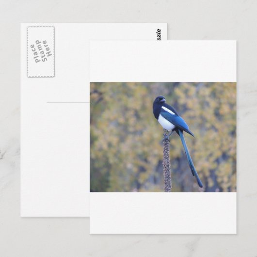 Black Bled Magpie Briefkaart (Voorkant / Achterkant)