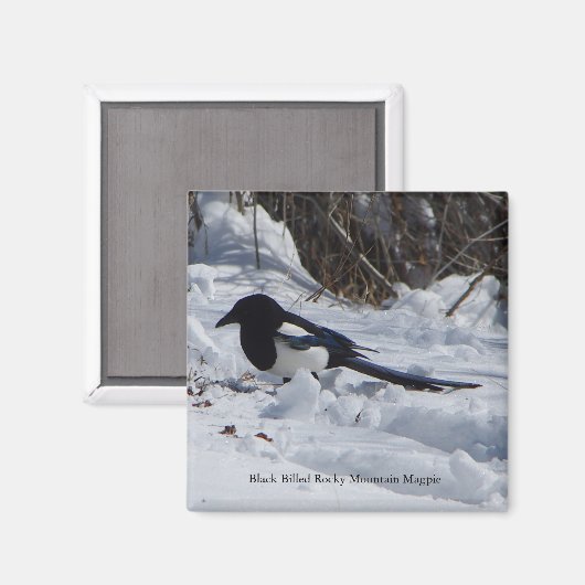 Black Bled Rocky Mountain Magpie magnet (Voorkant / Achterkant)