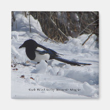 Black Bled Rocky Mountain Magpie magnet