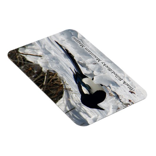 Black Bled Rocky Mountain Magpie magnet Magneet (Rechterzijde)