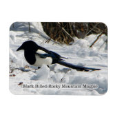 Black Bled Rocky Mountain Magpie magnet Magneet (Horizontaal)