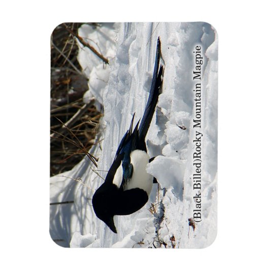 Black Bled Rocky Mountain Magpie magnet Magneet (Verticaal)