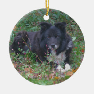 Black Border Collie Cute Dog Ornament