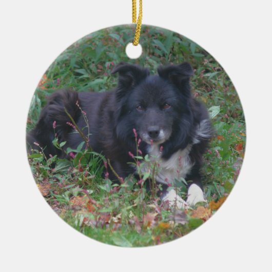 Black Border Collie Cute Dog Ornament (Voorkant)