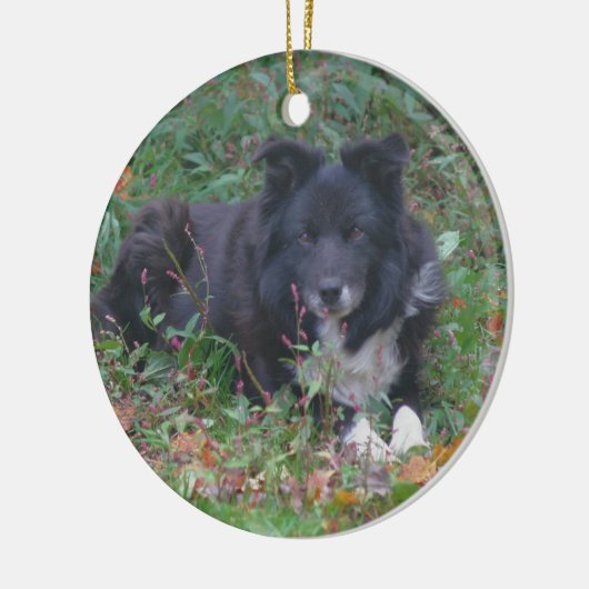 Black Border Collie Cute Dog Ornament (Links)
