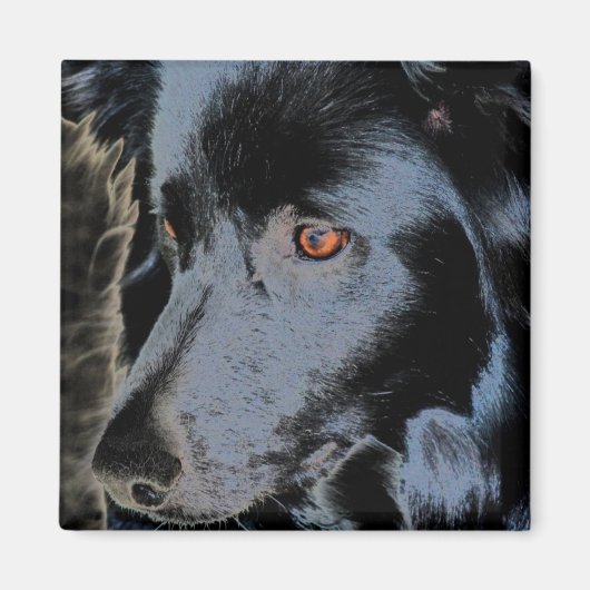 Black Border Collie Gezicht Hondenmagneet Magneet (Voorkant)