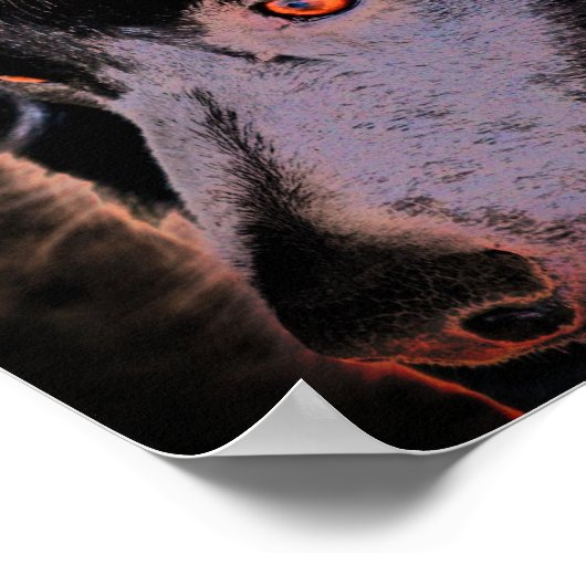 Black Border Collie Hond Gezicht Kunst Poster (Hoek)