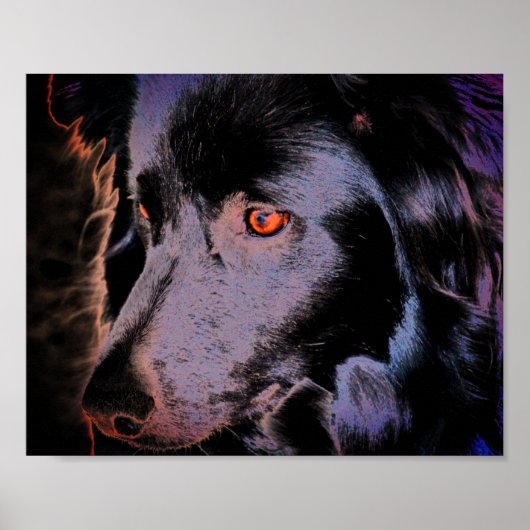 Black Border Collie Hond Gezicht Kunst Poster (Voorkant)