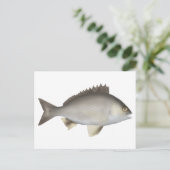 Black Bream Briefkaart (Staand voorkant)