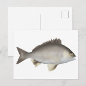 Black Bream Briefkaart (Voorkant / Achterkant)