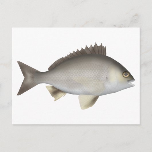 Black Bream Briefkaart (Voorkant)