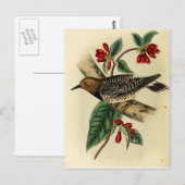 Black Breasted Woodpecker Briefkaart (Voorkant / Achterkant)
