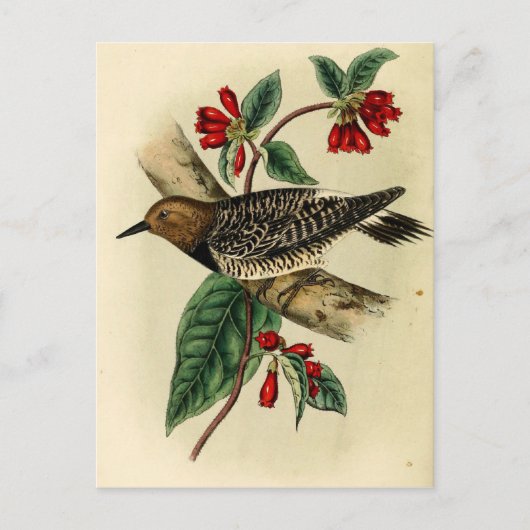 Black Breasted Woodpecker Briefkaart (Voorkant)