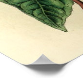 Black Breasted Woodpecker Poster (Hoek)