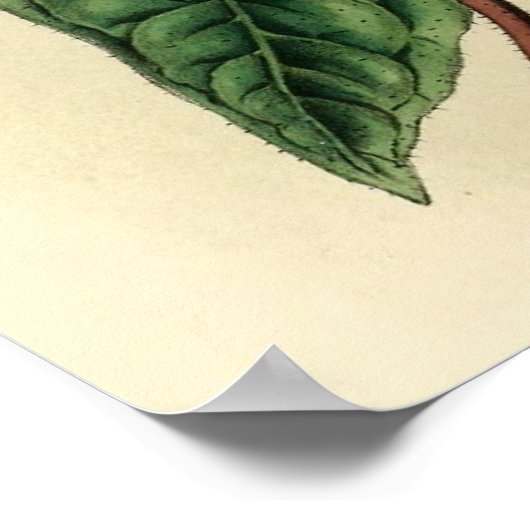 Black Breasted Woodpecker Poster (Hoek)