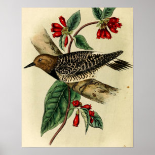 Black Breasted Woodpecker Poster