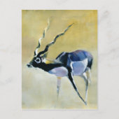 Black Buck Velavadar 1997 Briefkaart (Voorkant)