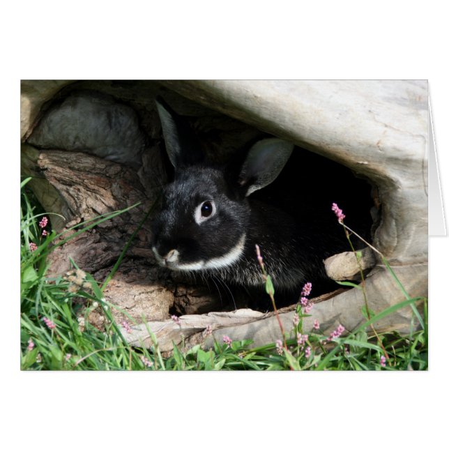 Black Bunny (Voorkant Horizontaal)