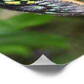 Black Butterflies Natuur Poster (Hoek)