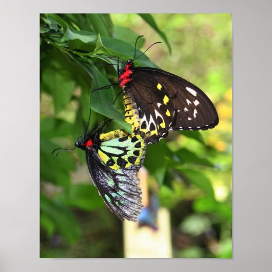 Black Butterflies Natuur Poster (Voorkant)