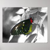 Black Butterfly Partial Color Natuur Poster (Voorkant)