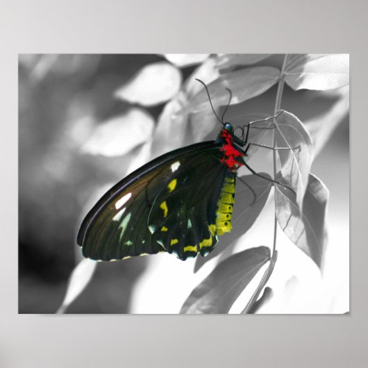 Black Butterfly Partial Color Natuur Poster (Voorkant)