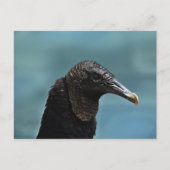 Black Buzzard Briefkaart (Voorkant)