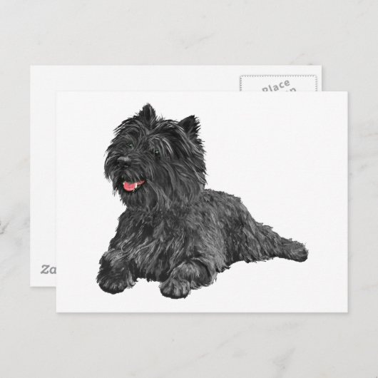 Black Cairn Terrier Briefkaart (Voorkant / Achterkant)