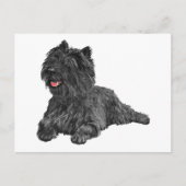 Black Cairn Terrier Briefkaart (Voorkant)