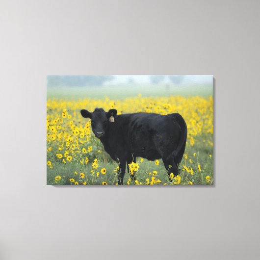 Black Calf in a Field of Sunflowers Canvas Afdruk (Voorkant)