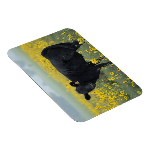 Black Calf in a Field of Sunflowers Magneet (Rechterzijde)