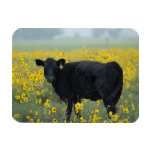 Black Calf in a Field of Sunflowers Magneet (Horizontaal)