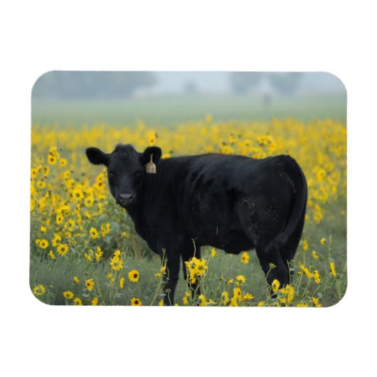 Black Calf in a Field of Sunflowers Magneet (Horizontaal)