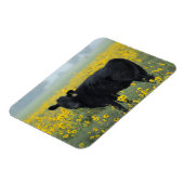 Black Calf in a Field of Sunflowers Magneet (Linkerzijde)