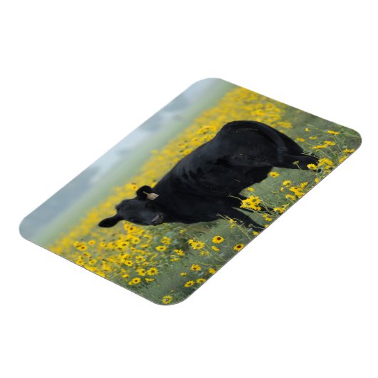 Black Calf in a Field of Sunflowers Magneet (Linkerzijde)