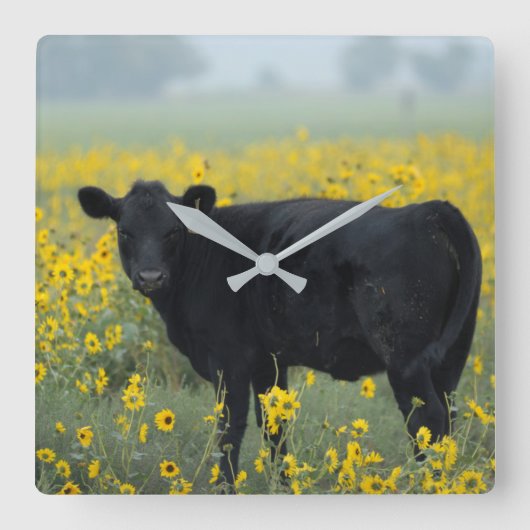 Black Calf in a Field of Sunflowers Vierkante Klok (Voorkant)