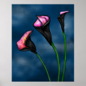 Black Calla Lilies Pink Center Poster (Voorkant)